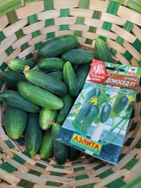 Огурец 'Домосед': идеальный выбор для домашнего огорода
