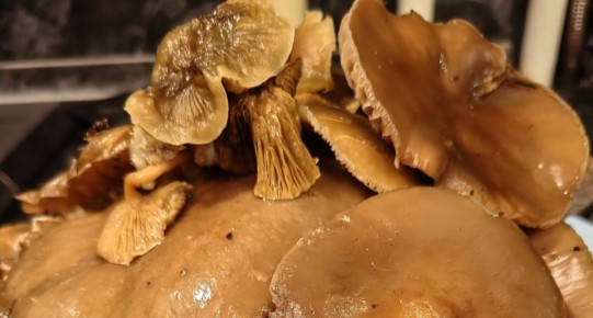 Ярославские грибники продолжают торжество зимней рядовки